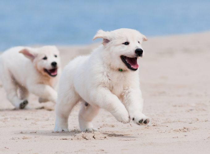 Wallpaper Dog, puppy, white, animal, pet, beach, sand, sea, Animals 485989817